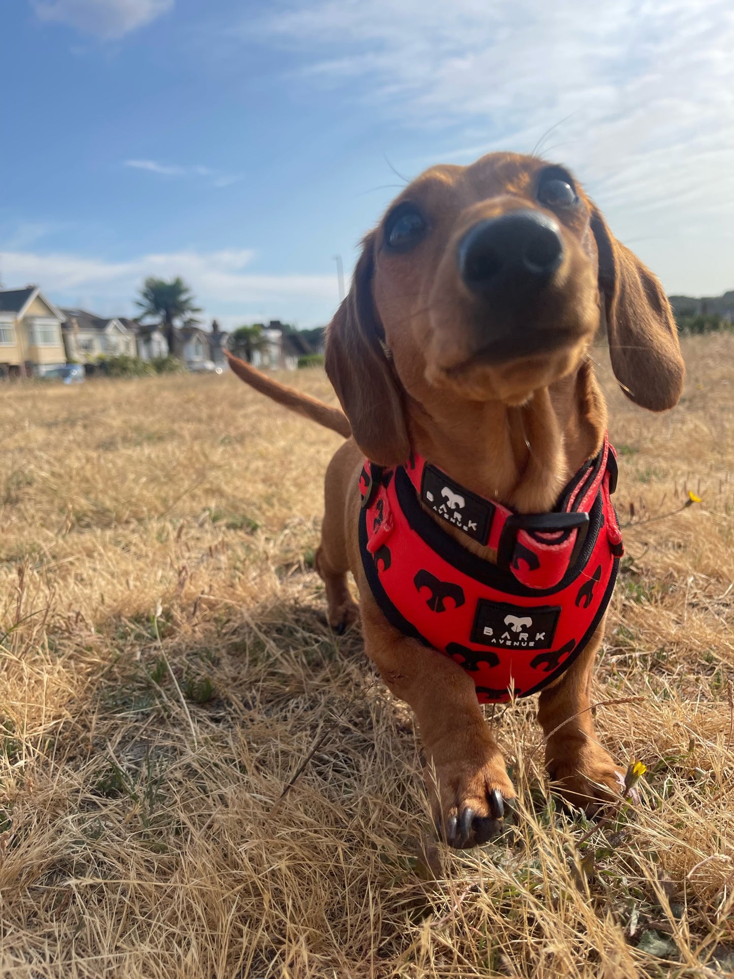 BARK Avenue ‘Ember’ Collar