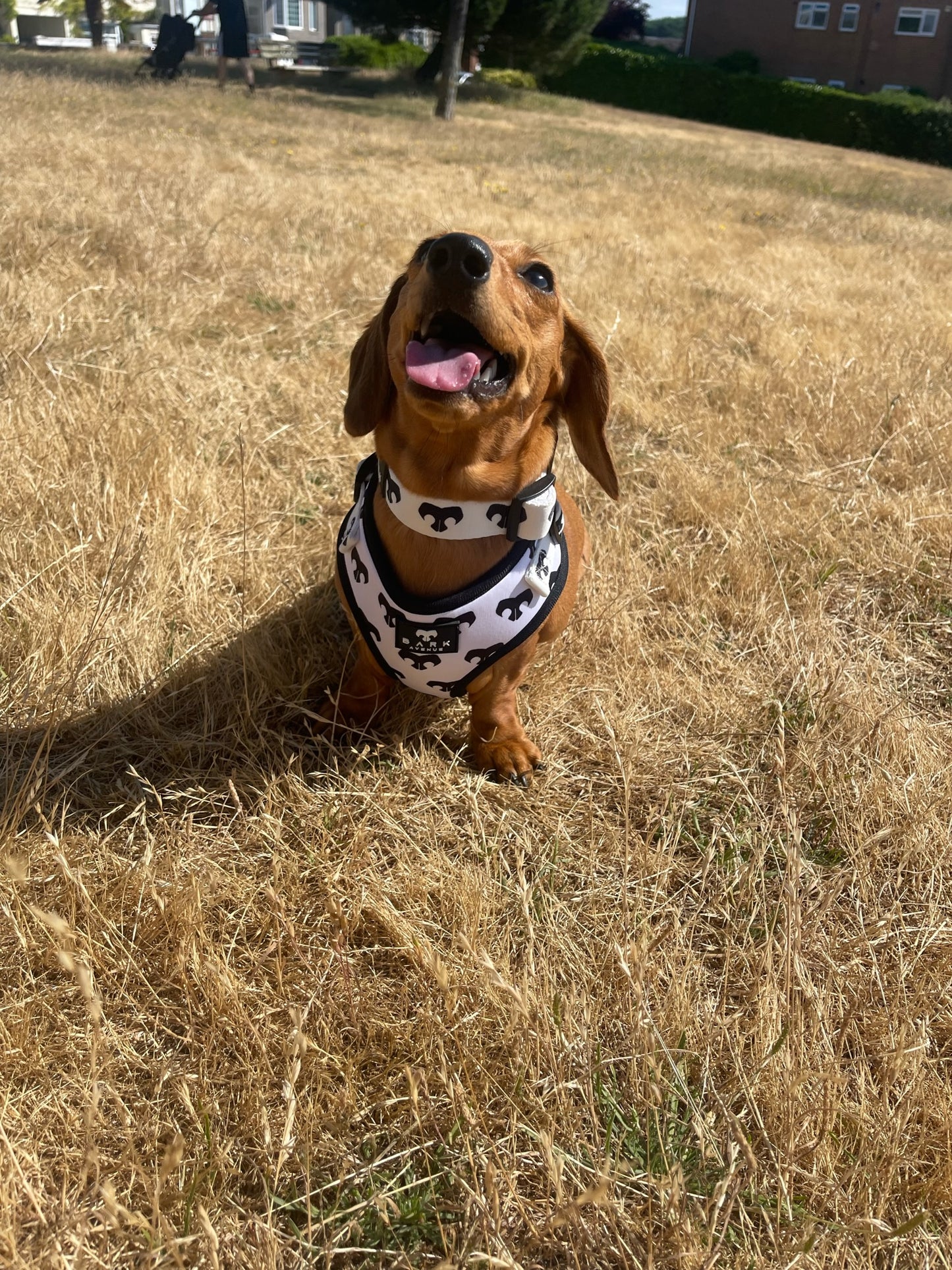 BARK AVENUE Mono Harness