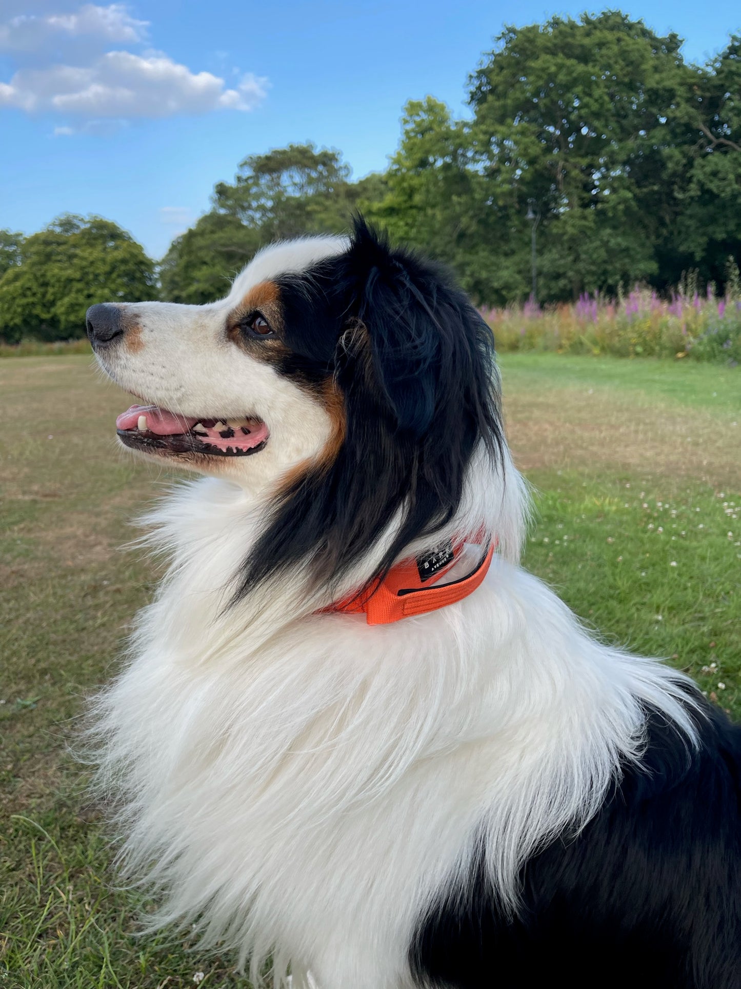 BARK AVENUE Heavy Duty Orange AirTag Collar