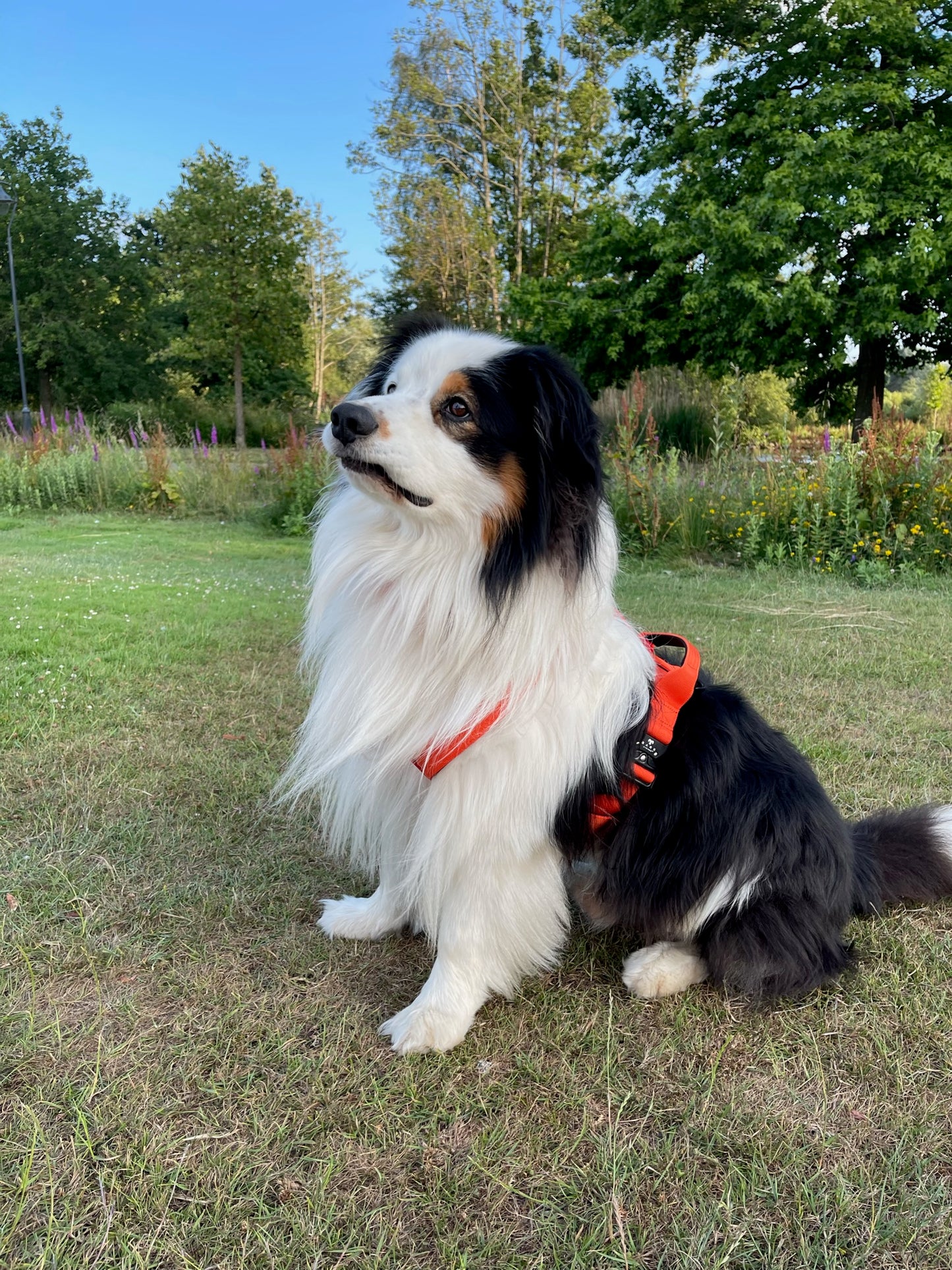 BARK AVENUE Heavy Duty Orange Tactical Harness