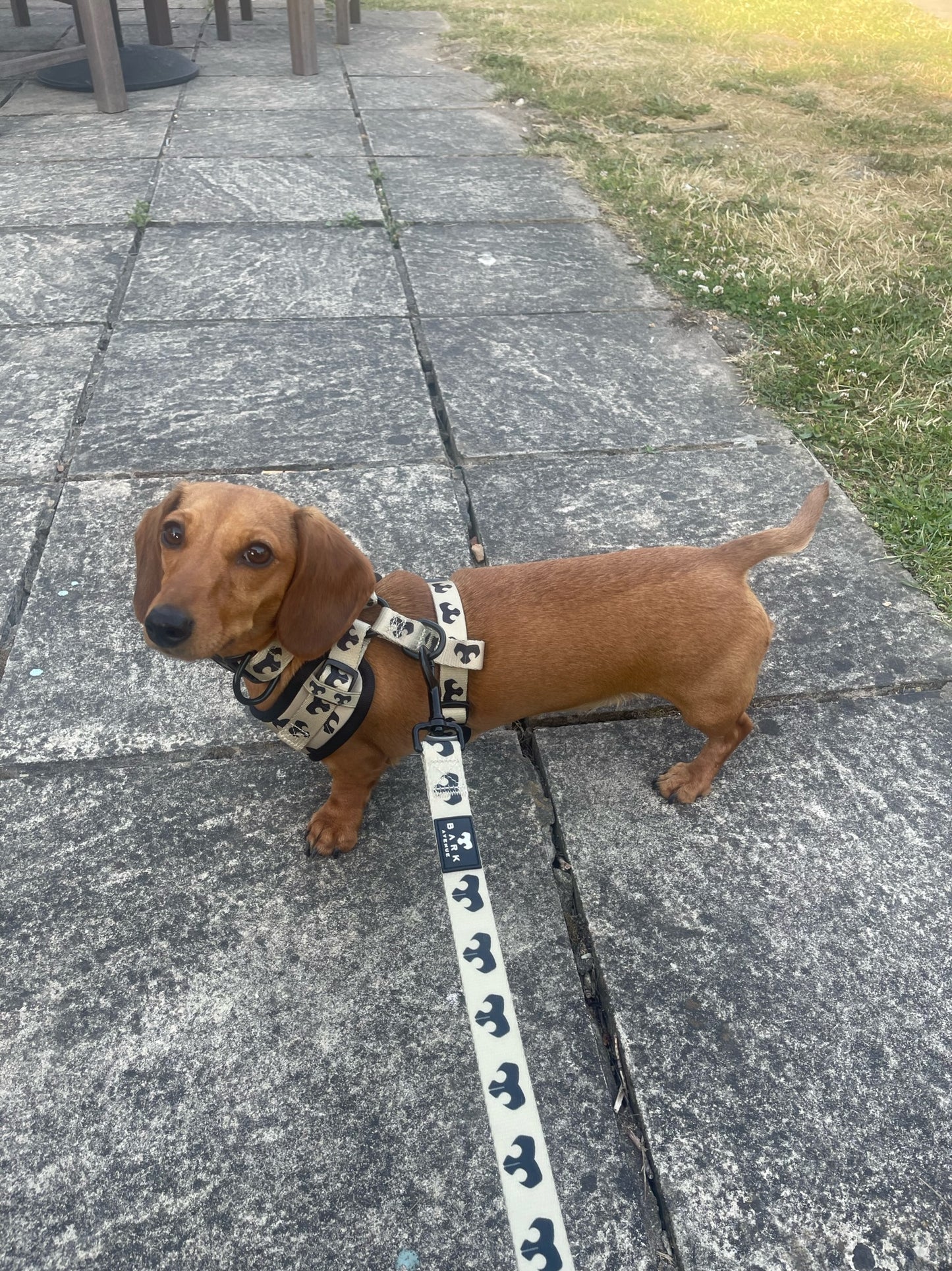 BARK AVENUE ‘24ct Gold’ Harness