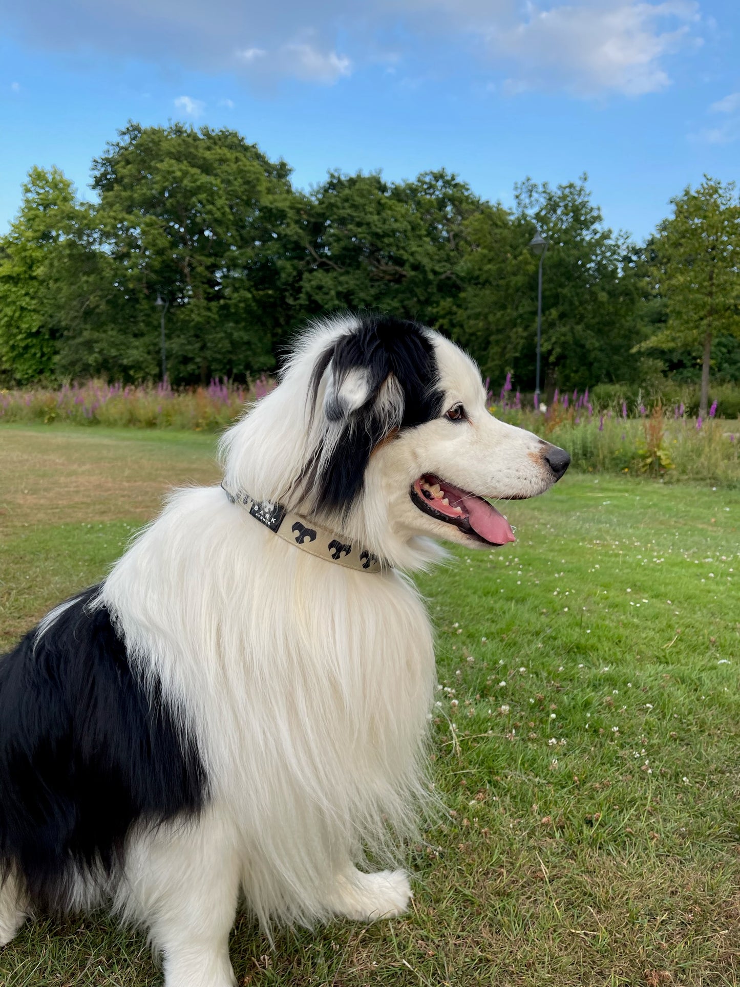 BARK Avenue ‘24ct Gold’ Collar