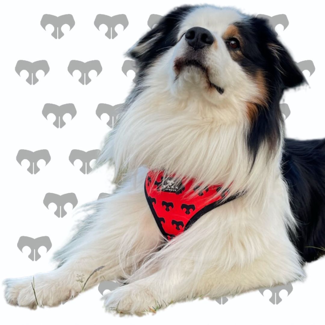 BARK AVENUE ‘Ember’ Harness