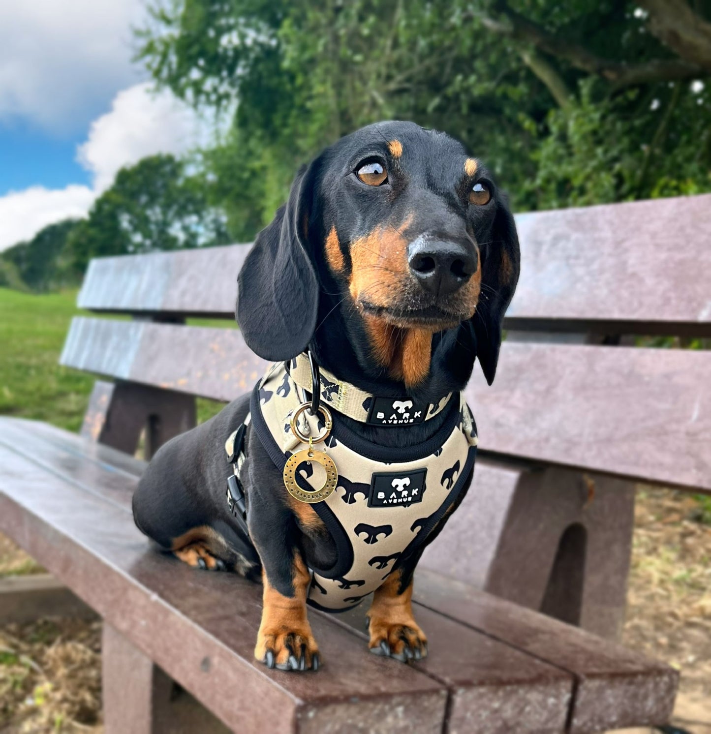 BARK Avenue ‘24ct Gold’ Collar