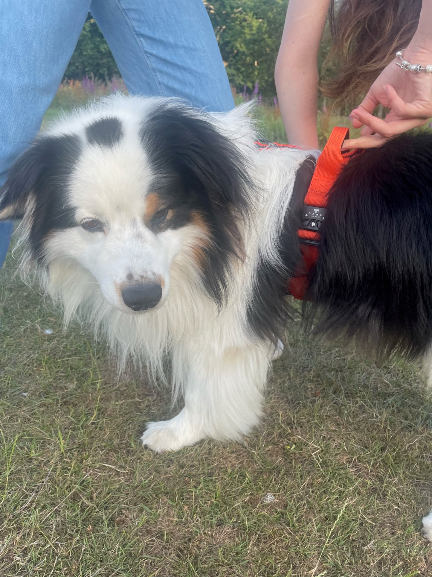 BARK AVENUE Heavy Duty Orange Tactical Harness