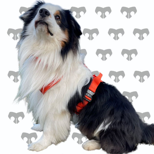 BARK AVENUE Heavy Duty Orange Tactical Harness