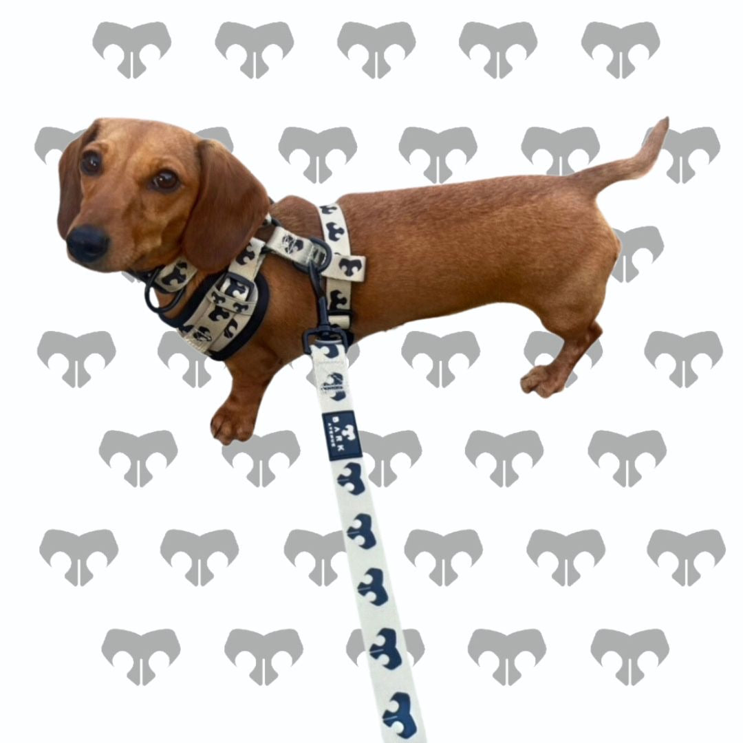 BARK Avenue Mono Collar