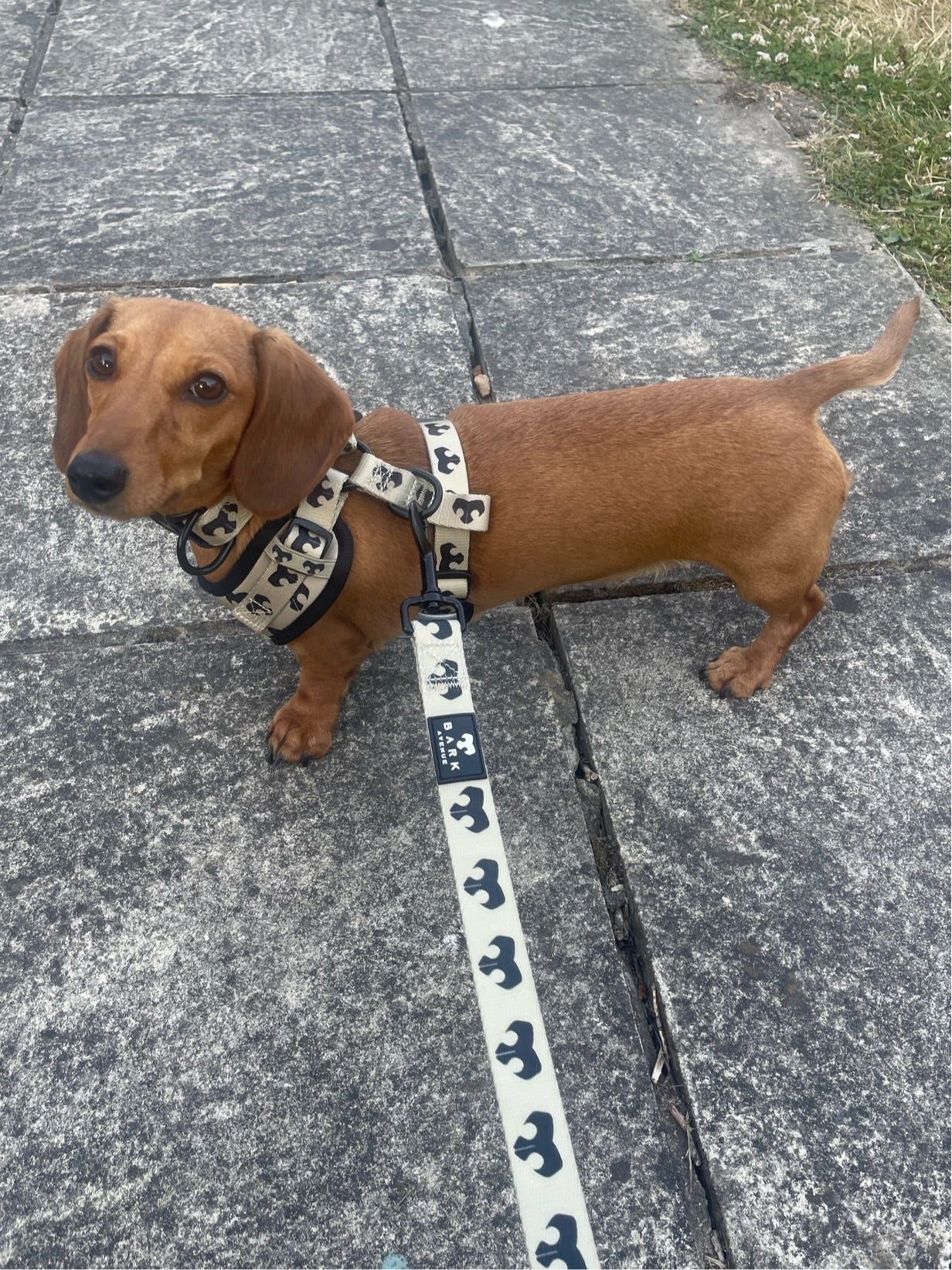 BARK AVENUE ‘24ct Gold’ Harness