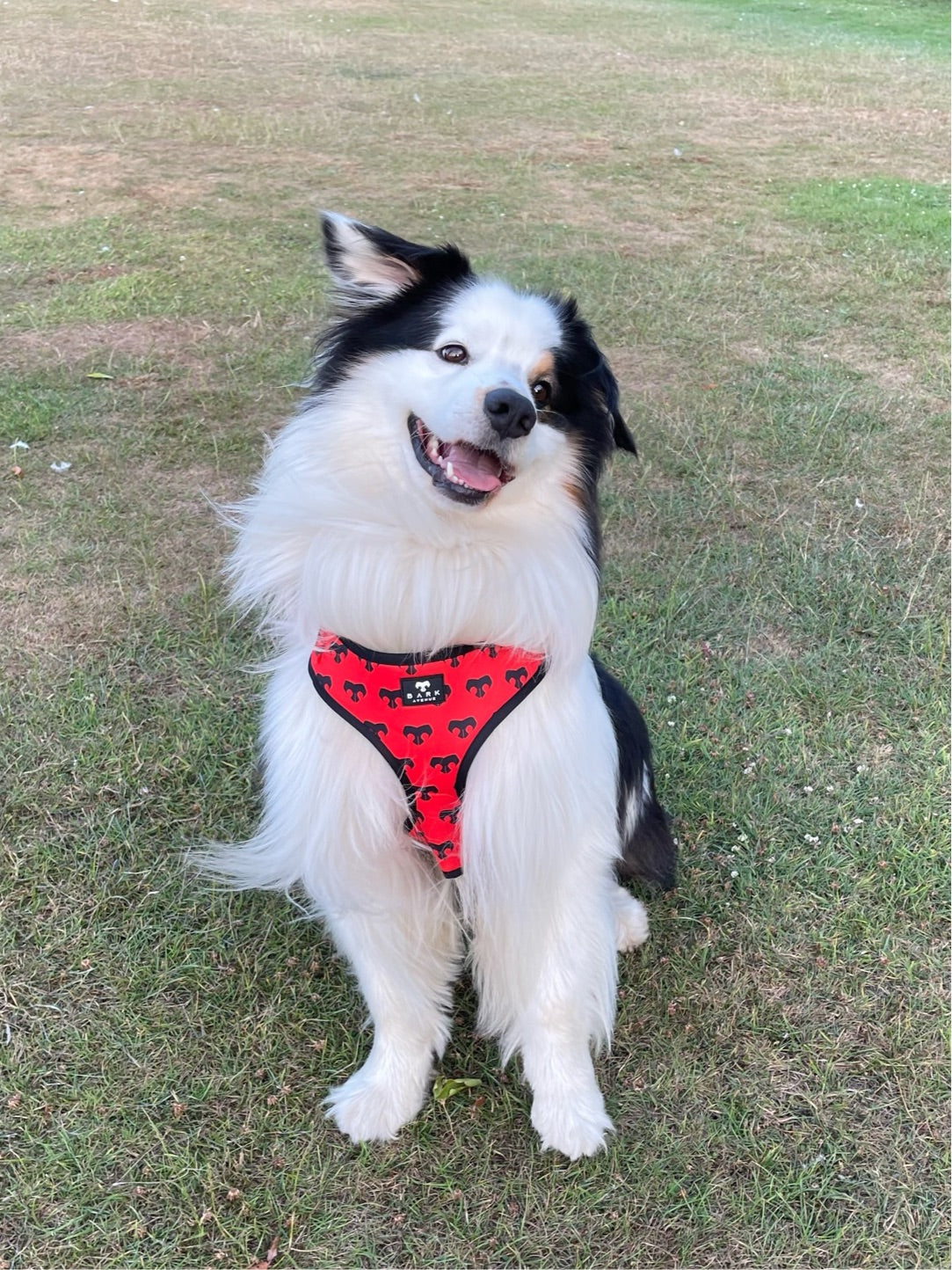 BARK AVENUE ‘Ember’ Harness