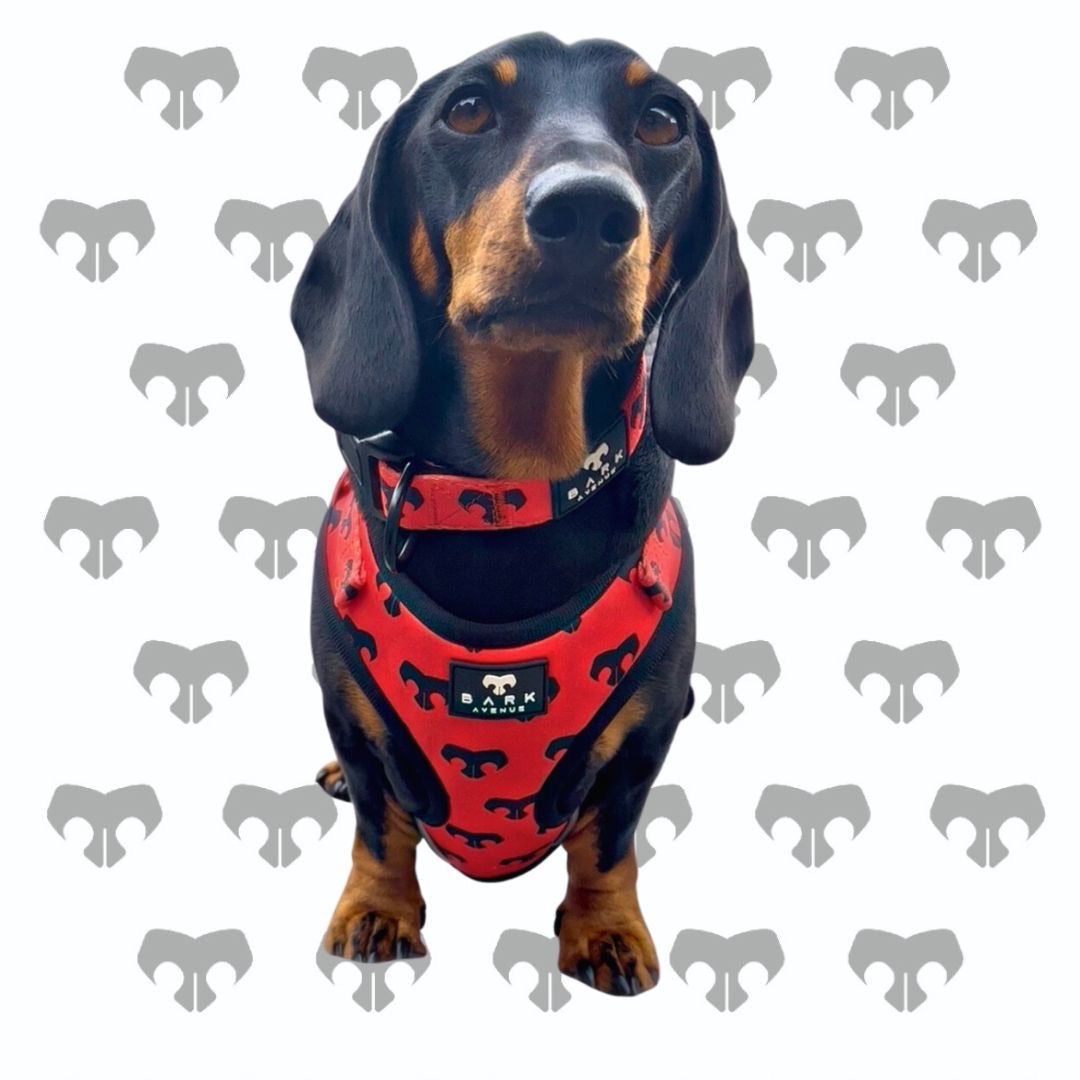 BARK AVENUE ‘Ember’ Harness