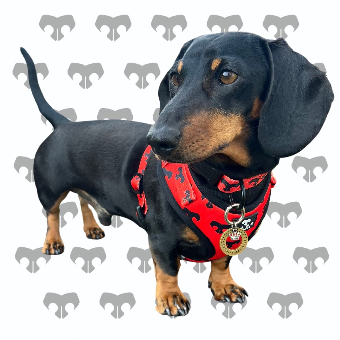 BARK AVENUE ‘Ember’ Harness