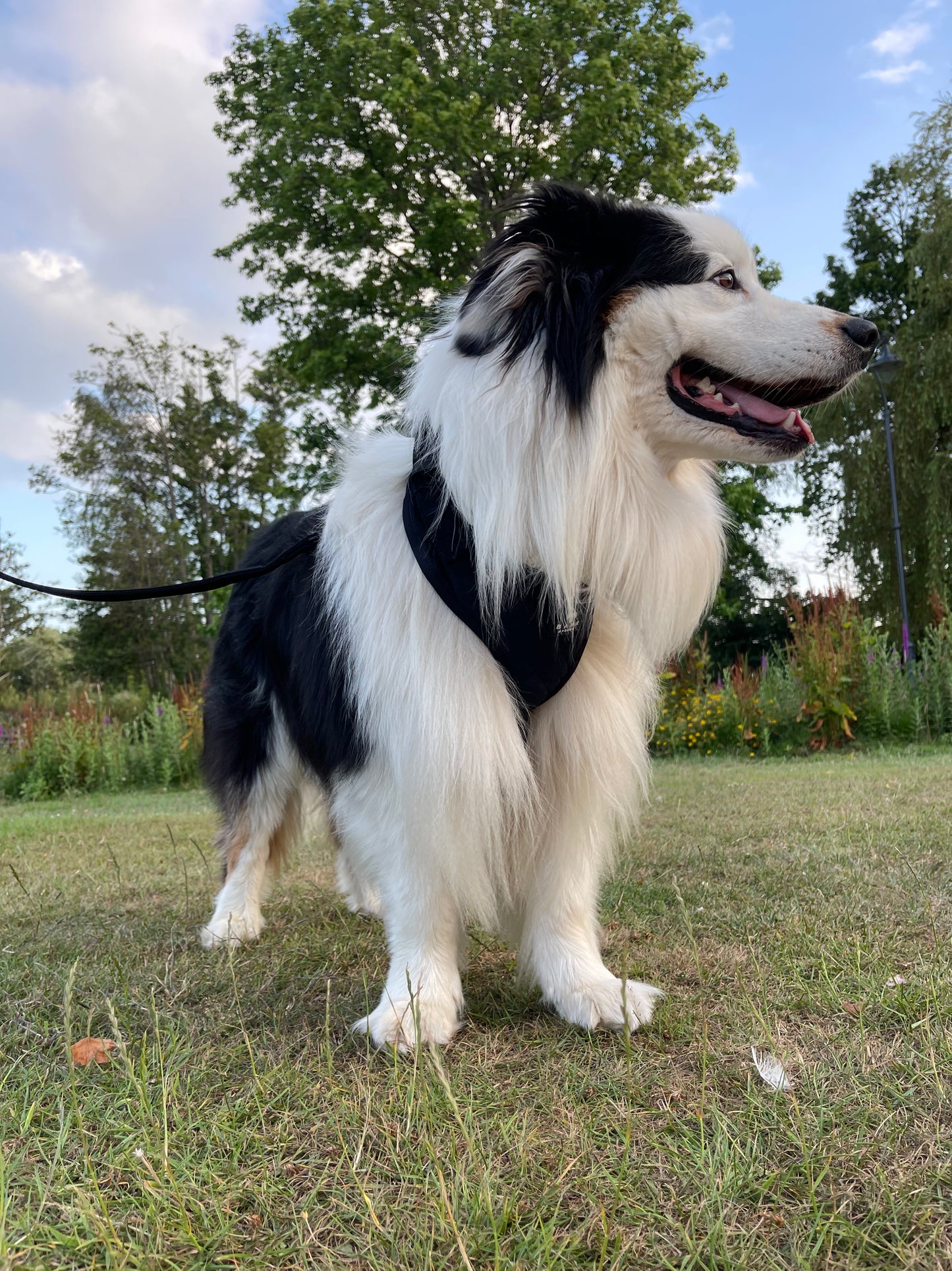 BARK AVENUE Luxury Black Velour Harness